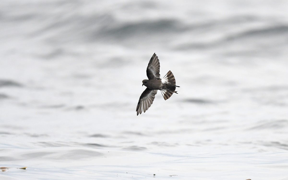 Pincoya Storm-Petrel - ML617300038