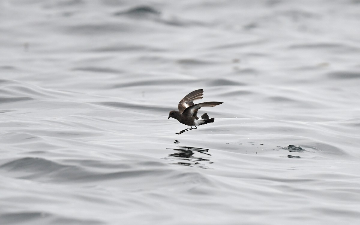 Pincoya Storm-Petrel - ML617300043