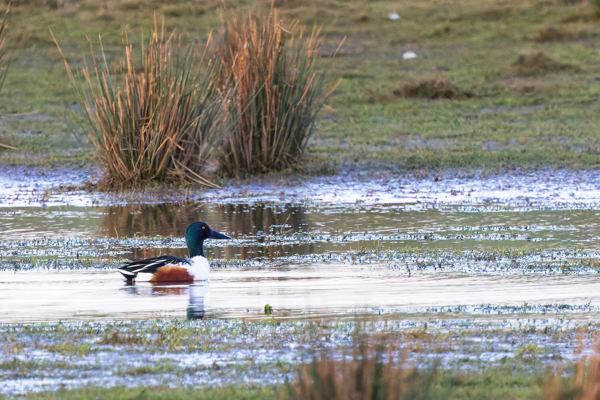 Northern Shoveler - James Tomasek