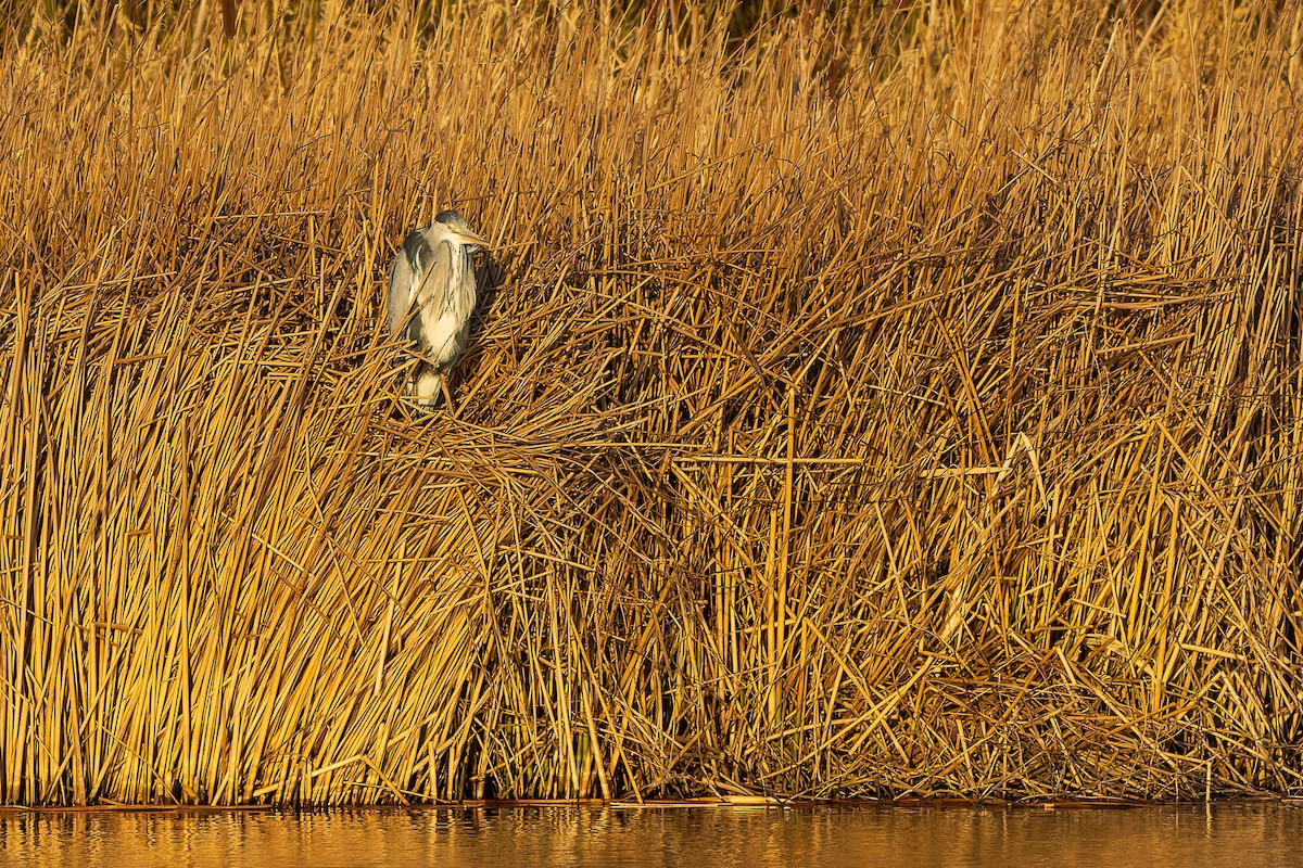 Gray Heron - James Tomasek