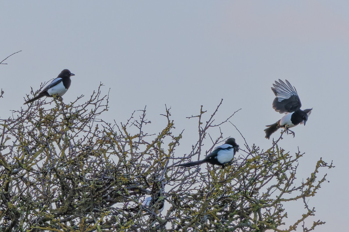 Eurasian Magpie - ML617300078