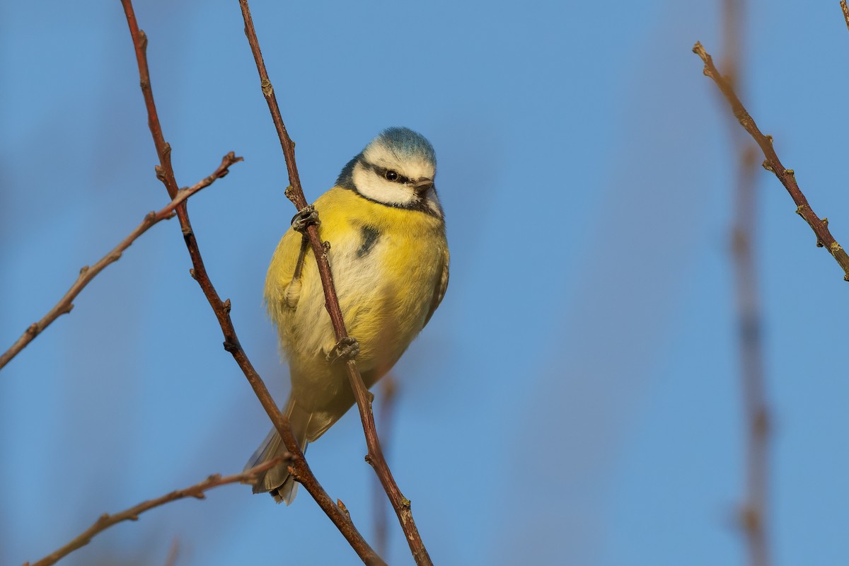 Eurasian Blue Tit - ML617300082