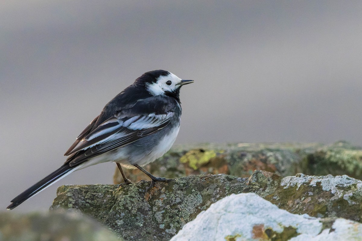 White Wagtail - James Tomasek