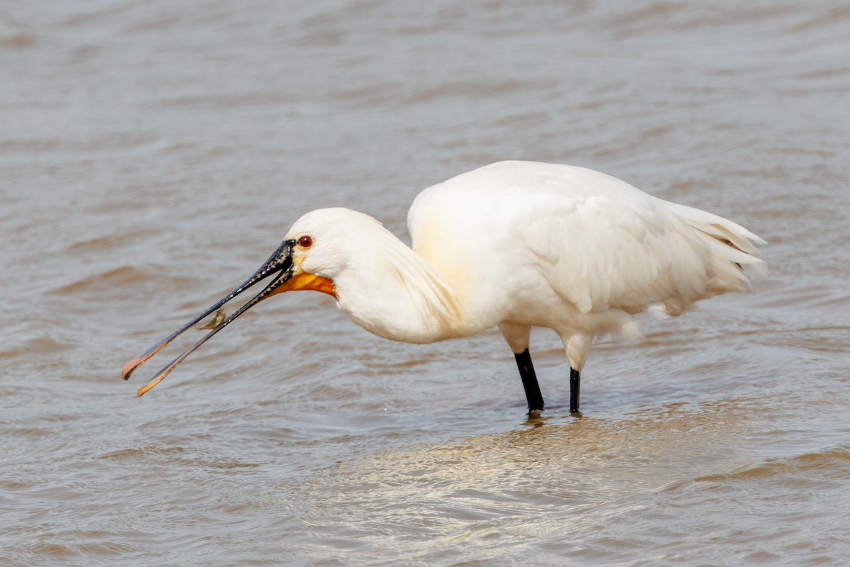 Eurasian Spoonbill - ML617300089