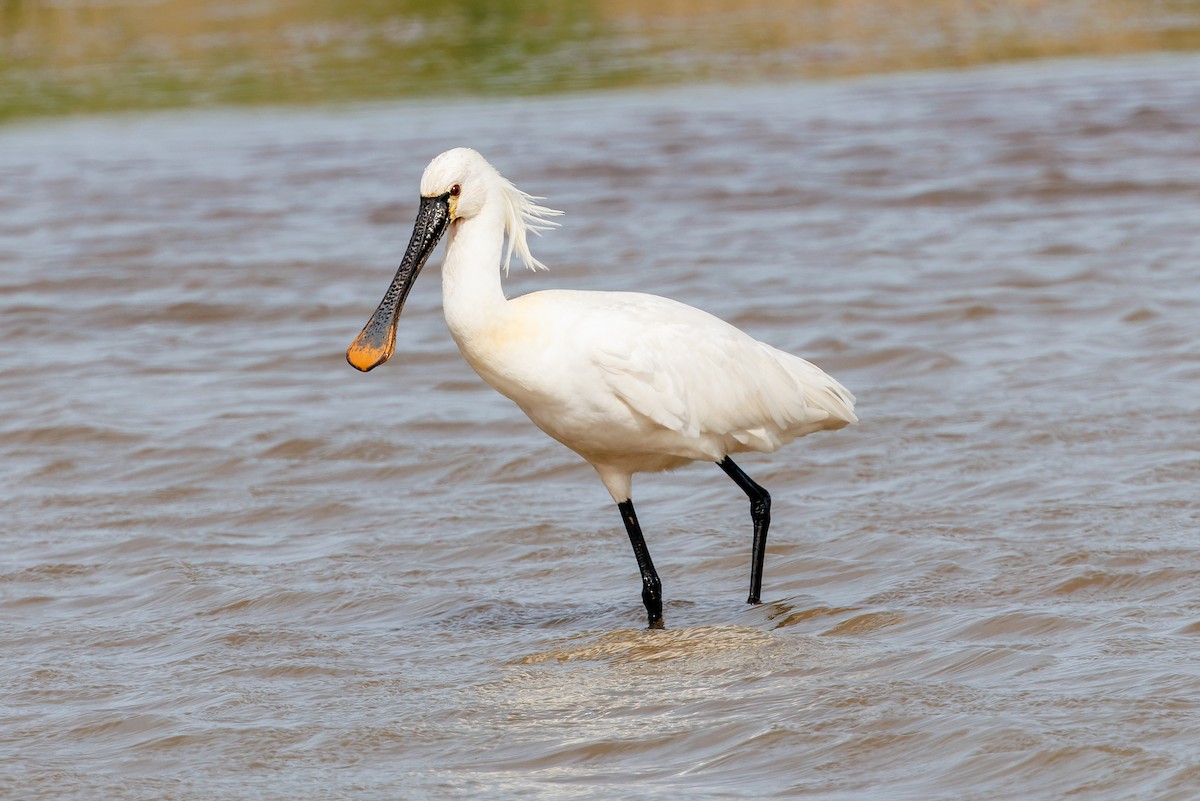 Eurasian Spoonbill - ML617300090