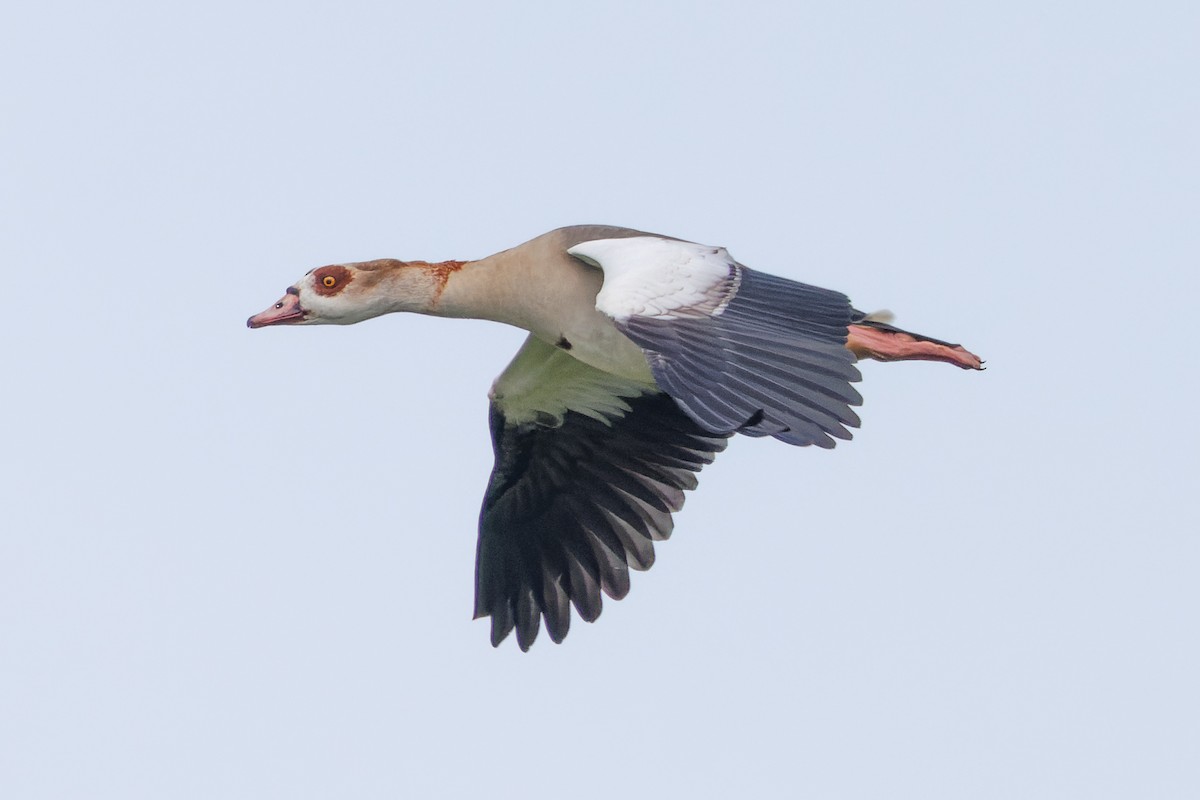 Egyptian Goose - ML617300092