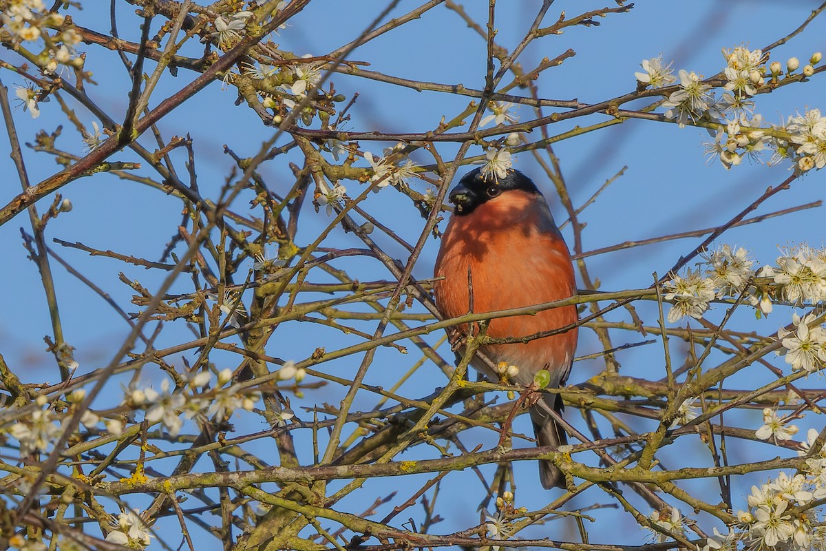 Eurasian Bullfinch - James Tomasek