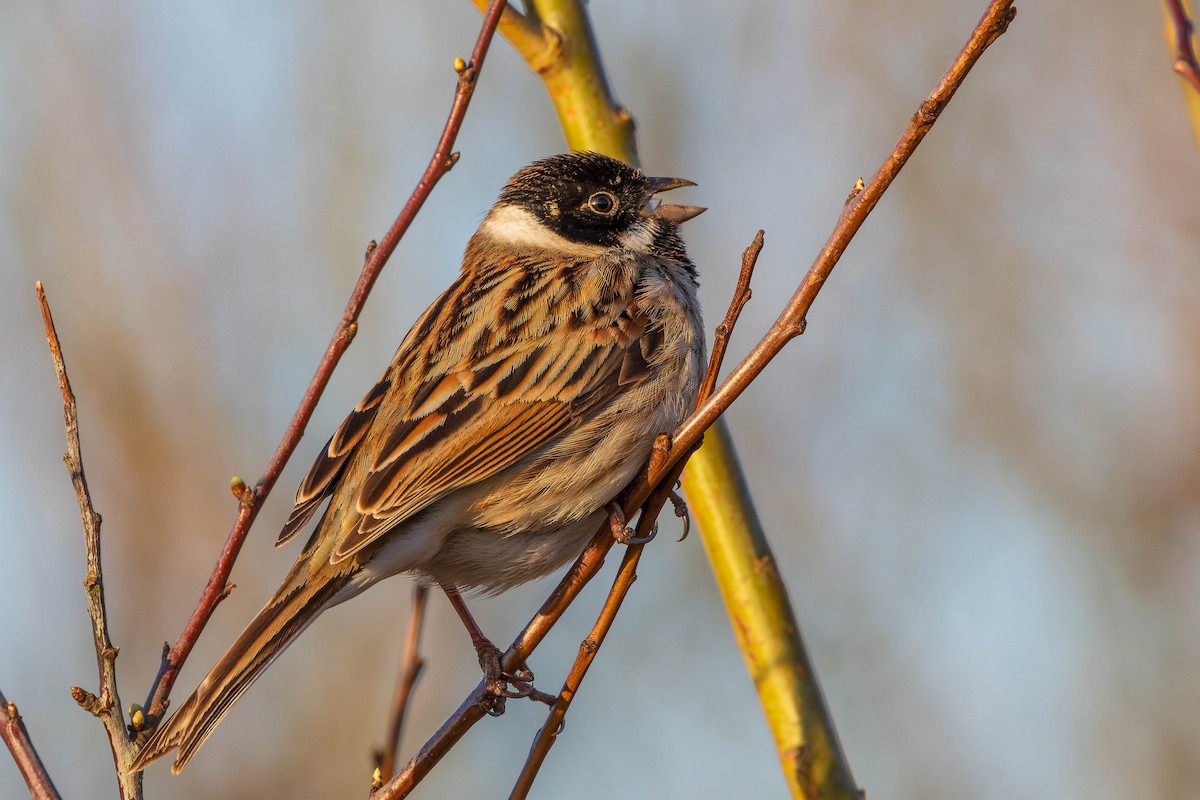 Reed Bunting - James Tomasek