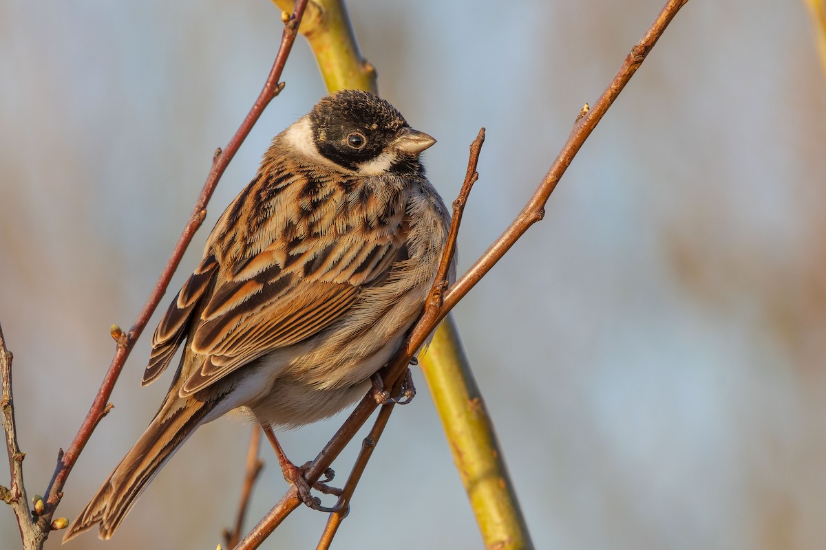 Reed Bunting - James Tomasek