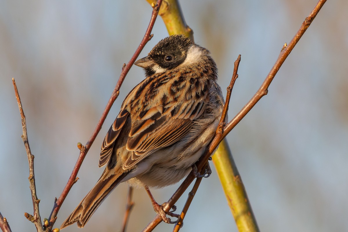 Reed Bunting - James Tomasek