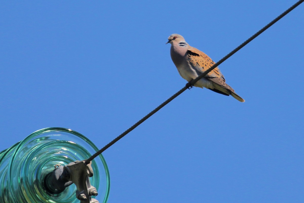 European Turtle-Dove - ML617300134