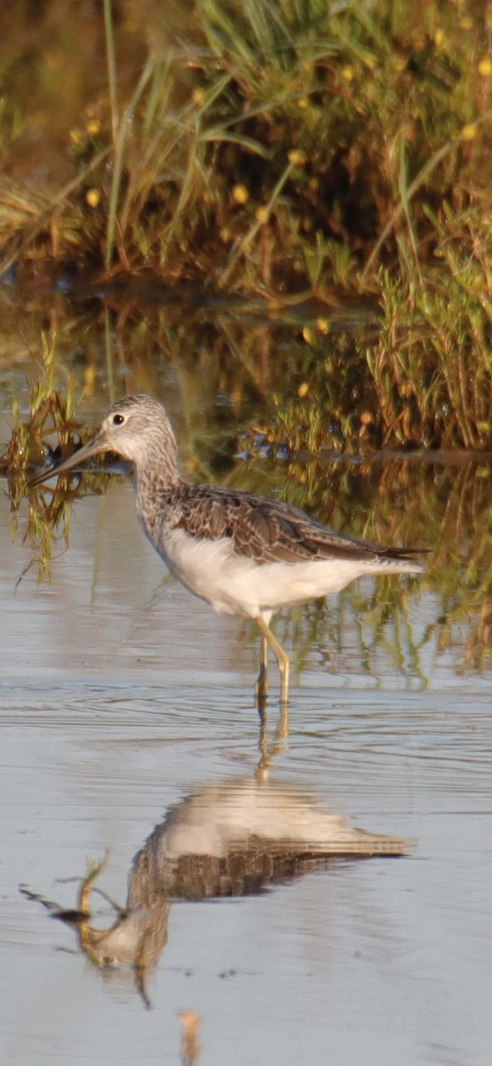 Common Greenshank - Manuel Mirabent