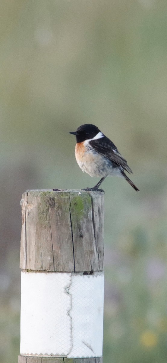 European Stonechat - Manuel Mirabent