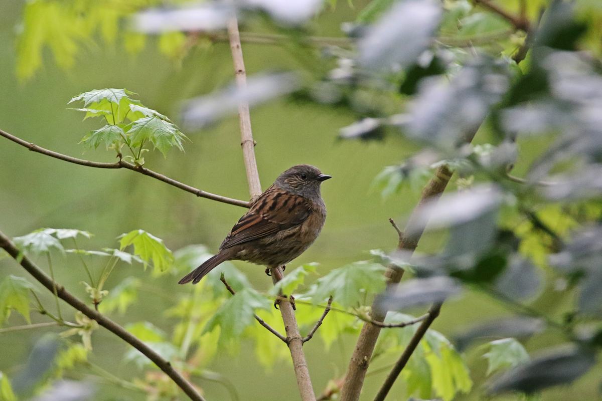 Dunnock - ML617300239
