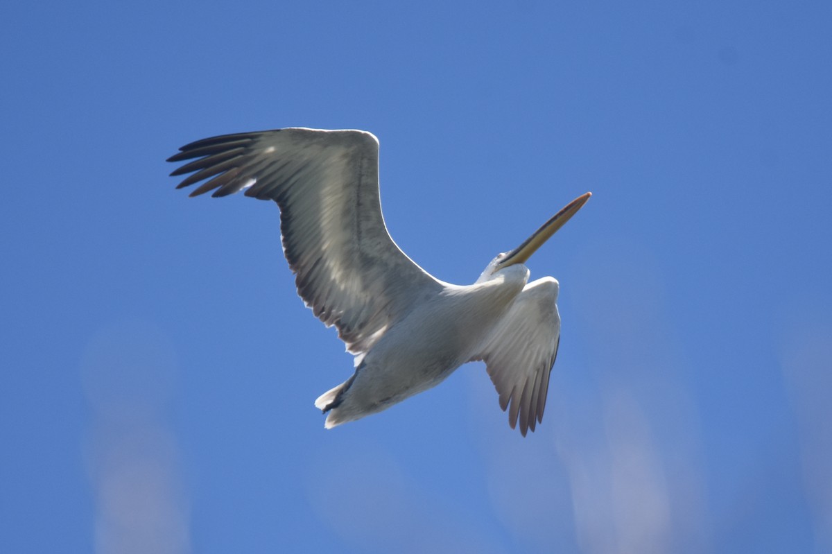 Dalmatian Pelican - James Brooke