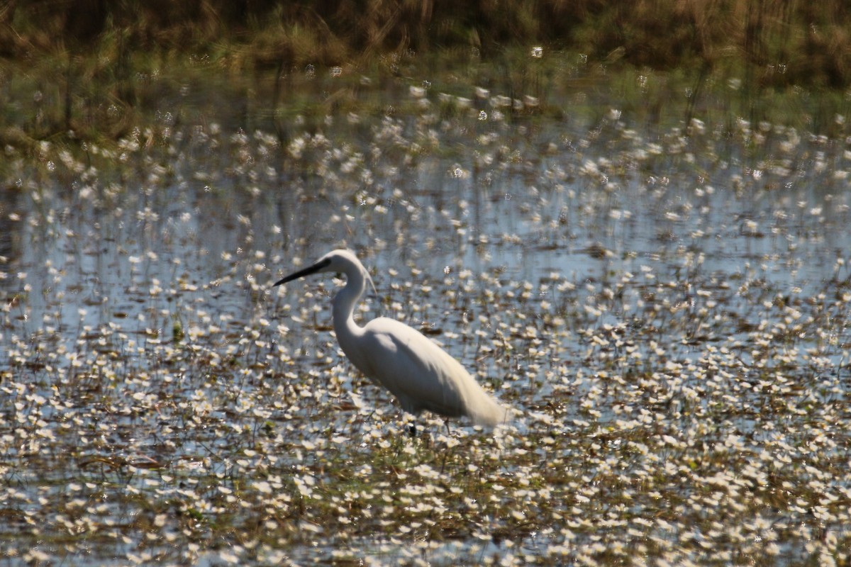 小白鷺 - ML617300304