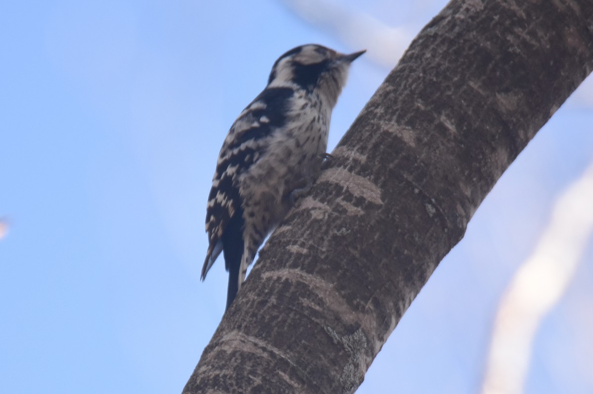 Lesser Spotted Woodpecker - James Brooke