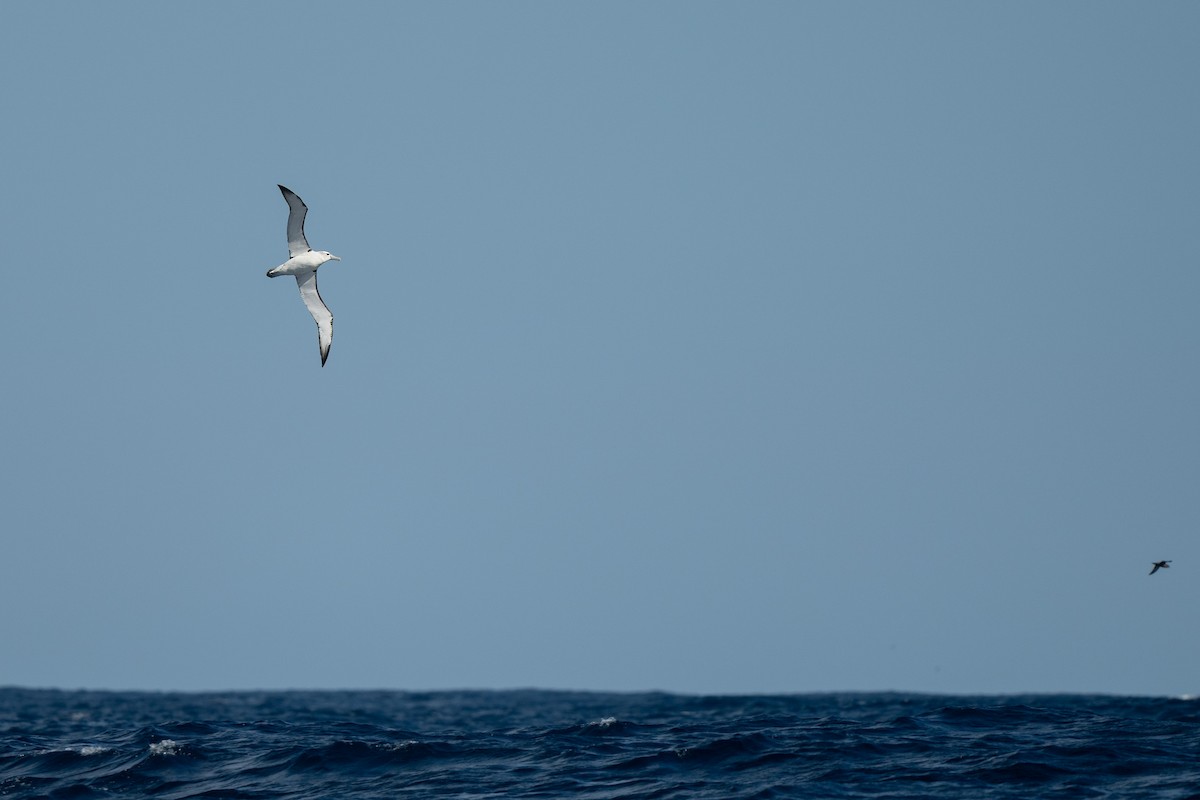 White-capped Albatross - ML617300349