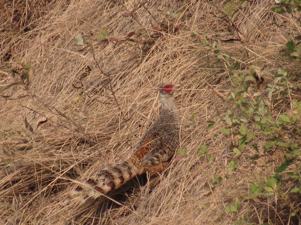 Cheer Pheasant - Krishna Bhusal