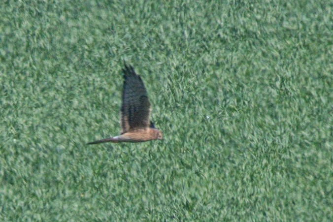 Montagu's Harrier - ML617300357