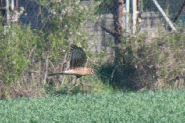 Montagu's Harrier - ML617300358