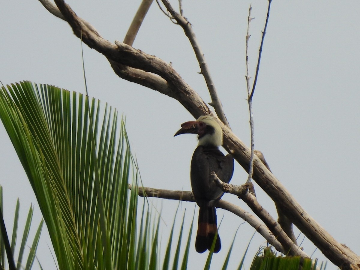 Luzon Hornbill - ML617300398