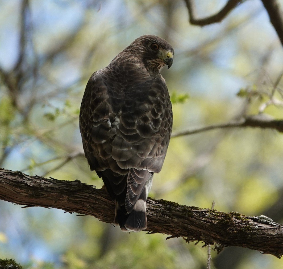 Broad-winged Hawk - ML617300409