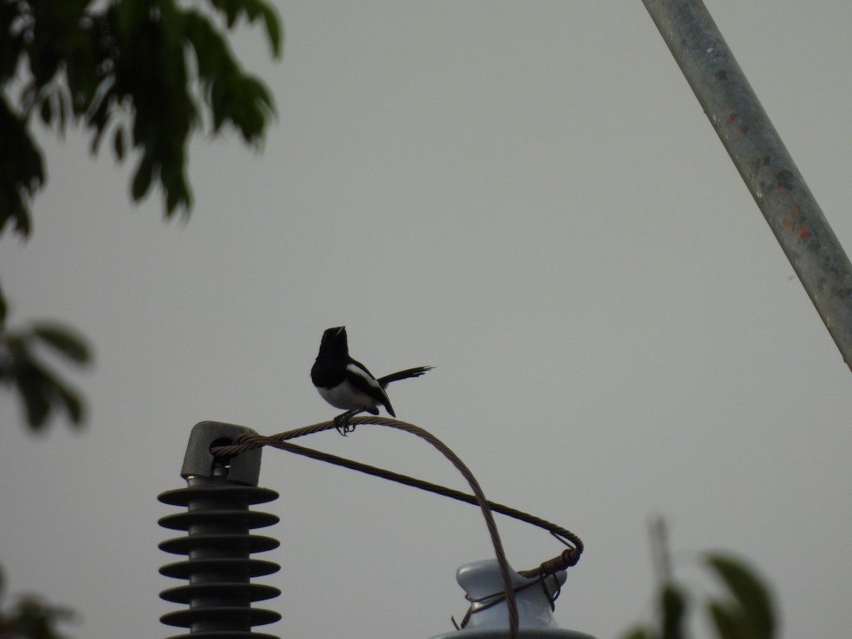 Philippine Magpie-Robin - ML617300422