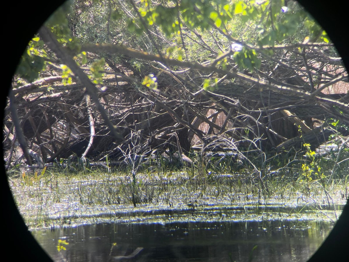 Purple Heron - Adrián Suárez Rozada