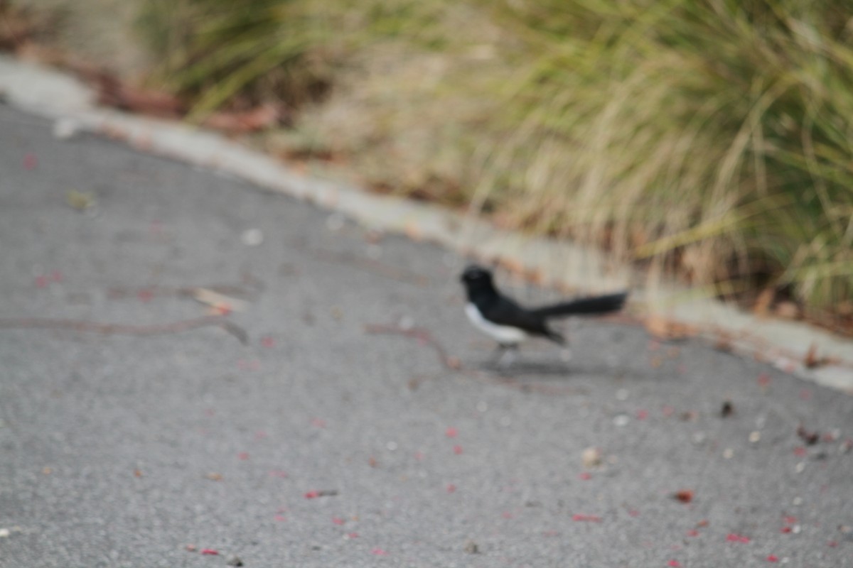 Willie-wagtail - ML617300477