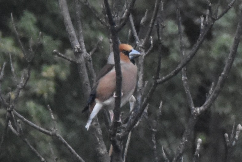 Hawfinch - James Brooke