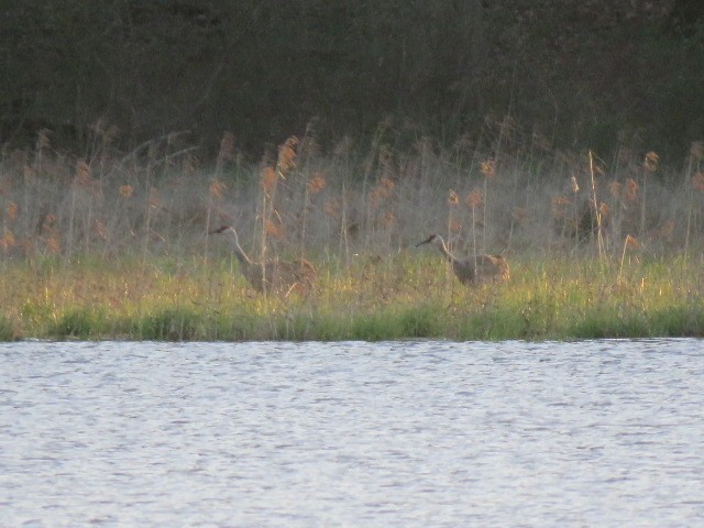 Sandhill Crane - ML617300523