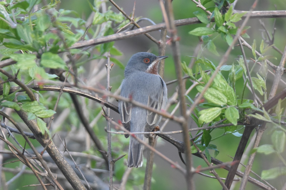 Eastern Subalpine Warbler - James Brooke