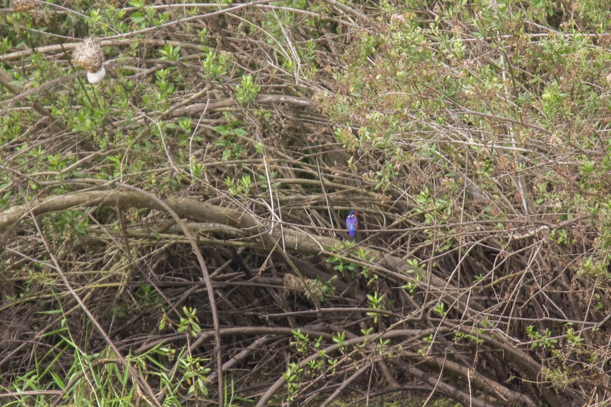 Malachite Kingfisher - ML617300587