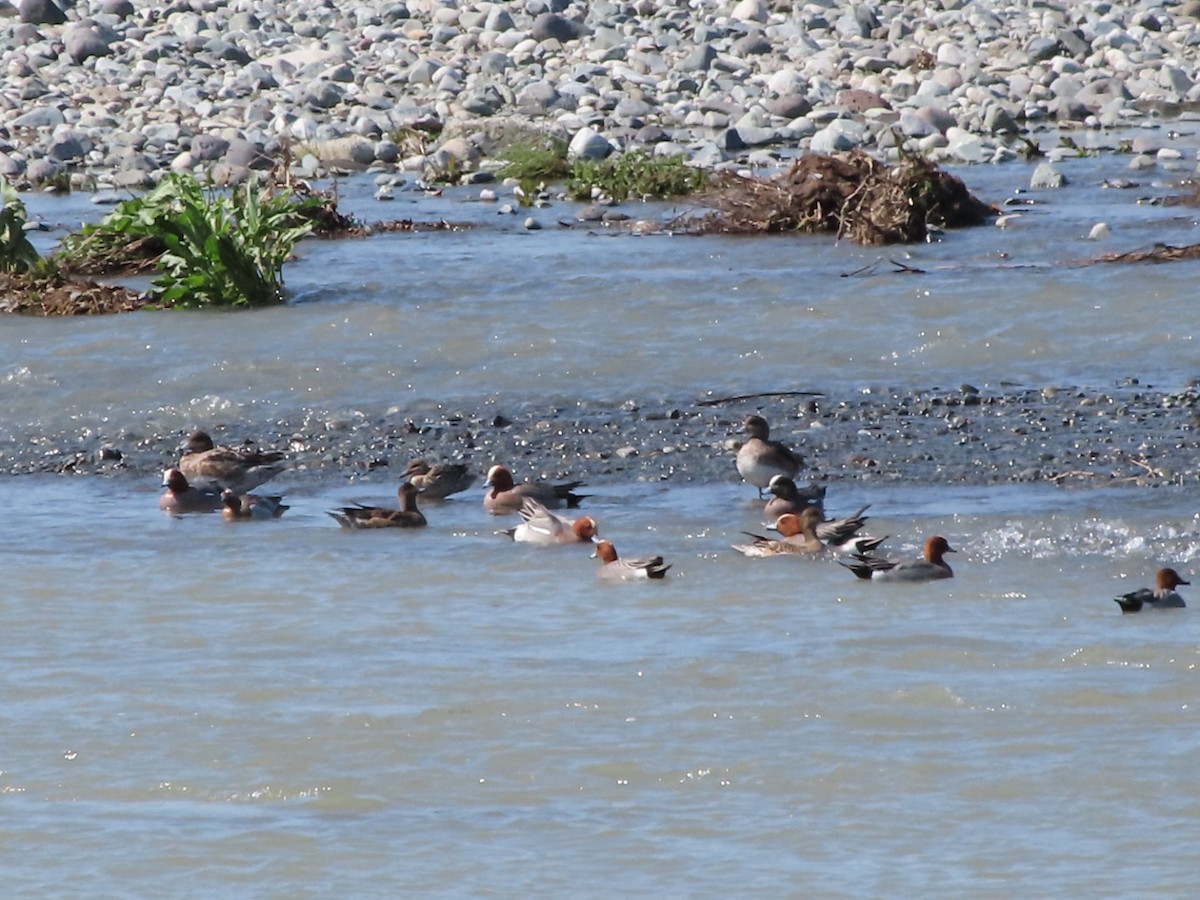 Eurasian x American Wigeon (hybrid) - Anonymous