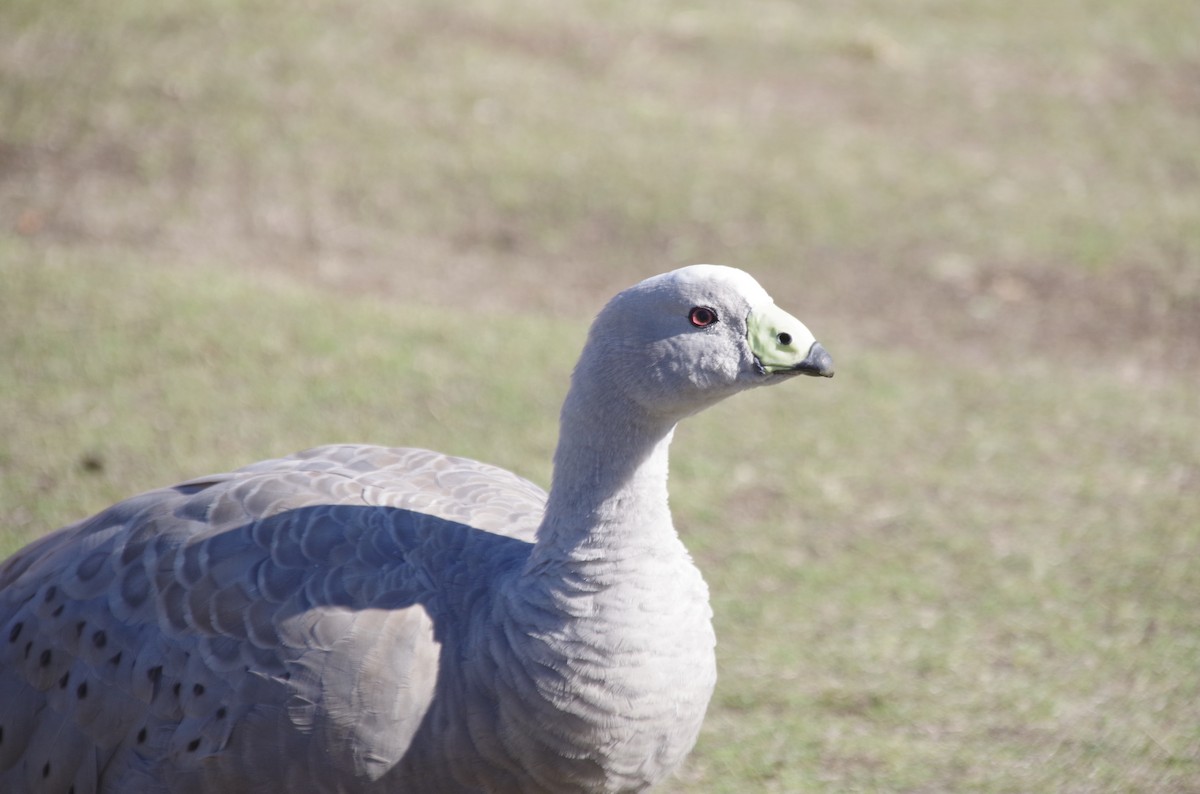 Cape Barren Goose - ML617300616