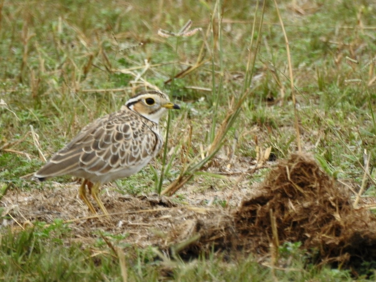 Bindenrennvogel - ML617300646