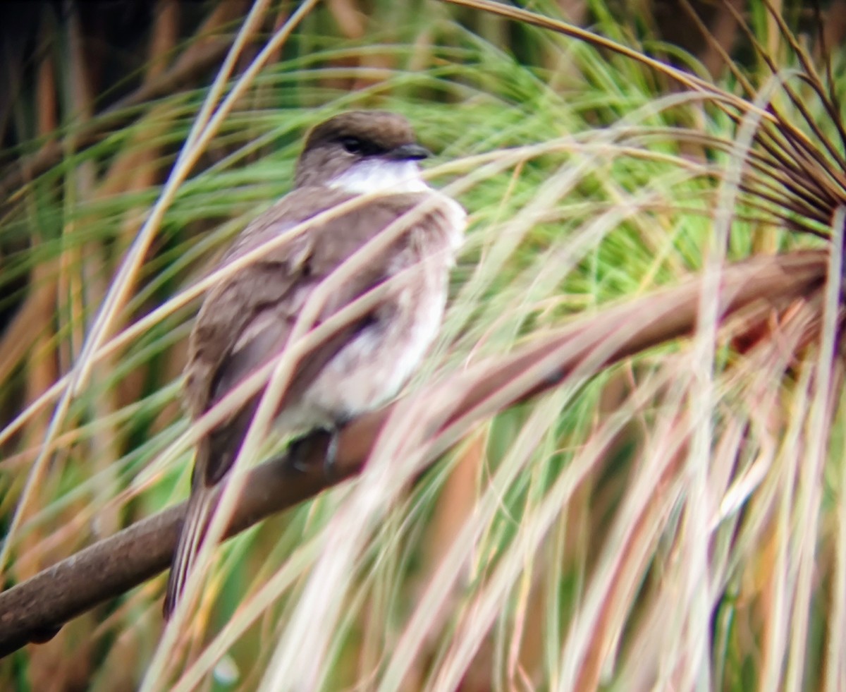 Swamp Flycatcher - ML617300712