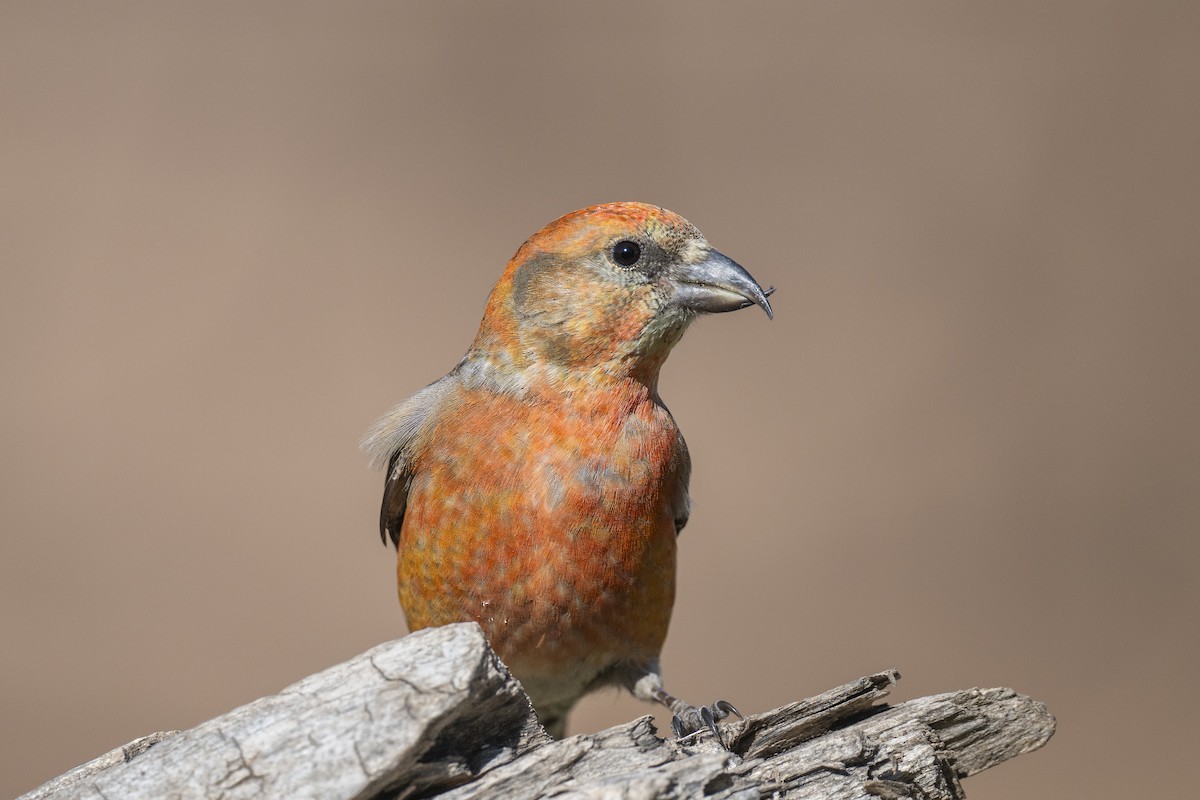 Red Crossbill - ML617300755