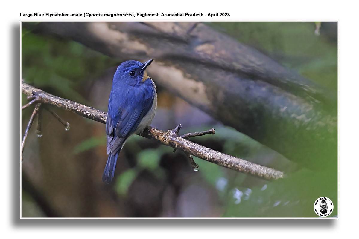 Large Blue Flycatcher - ML617300769