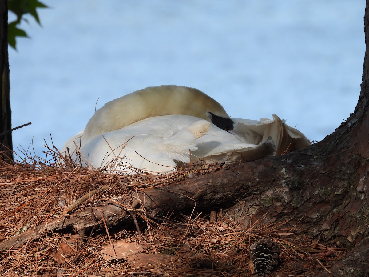 Mute Swan - ML617300776