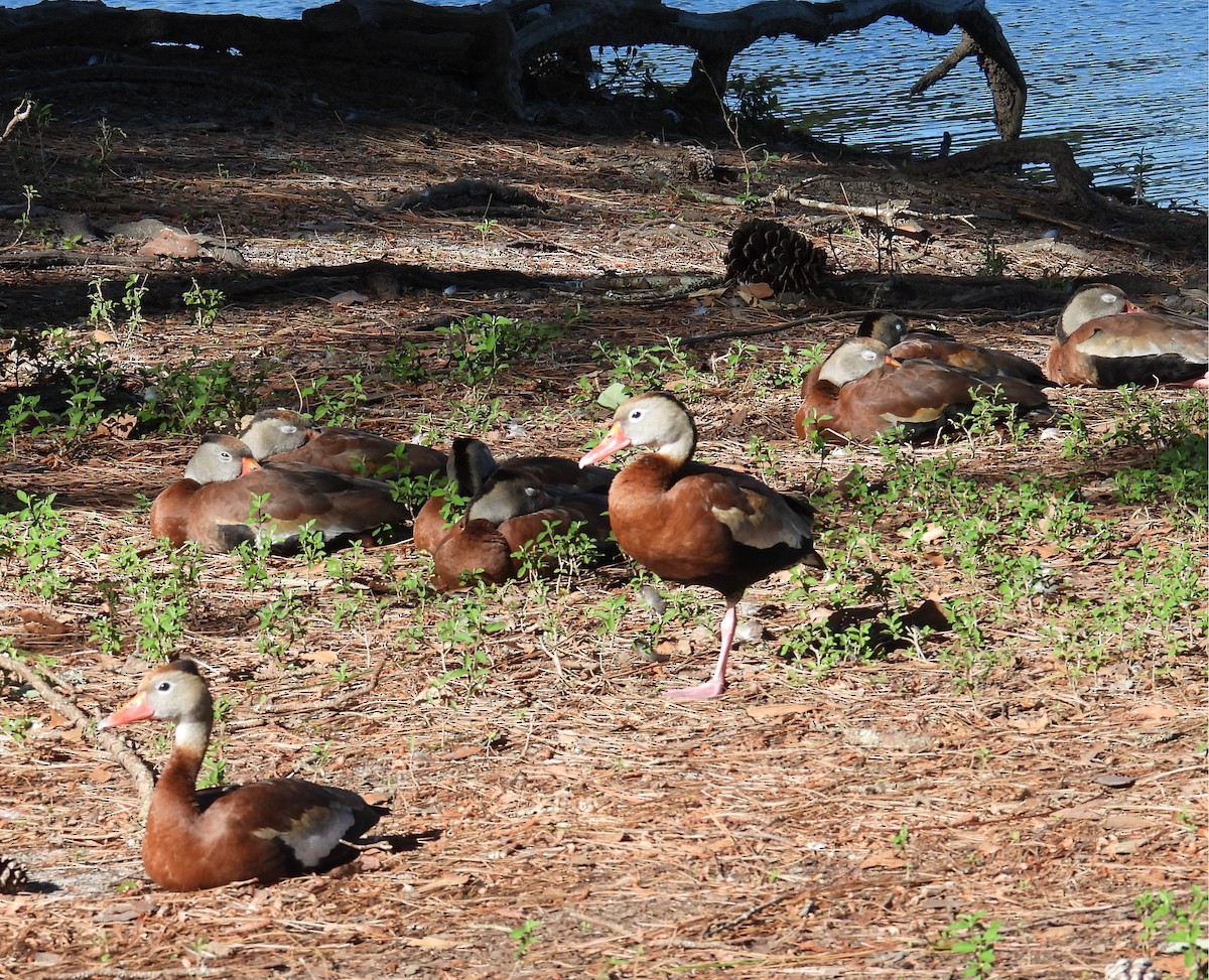 Black-bellied Whistling-Duck - ML617300795