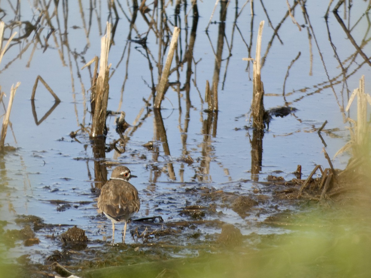 Killdeer - ML617300809