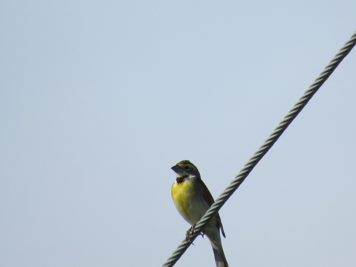 Dickcissel - ML61730081