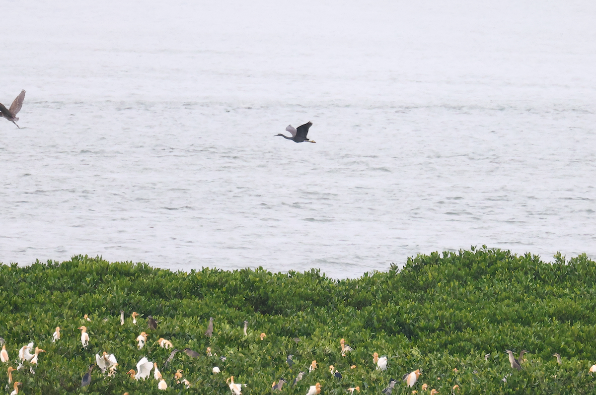 Pacific Reef-Heron - Archer Wang