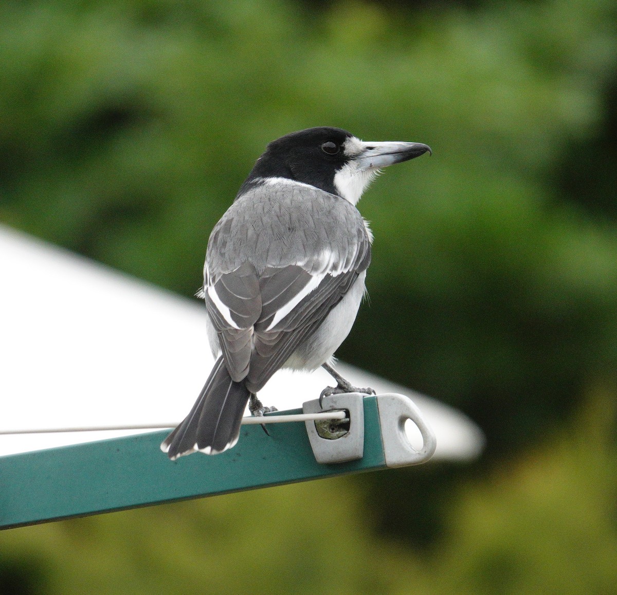 Gray Butcherbird - ML617300878