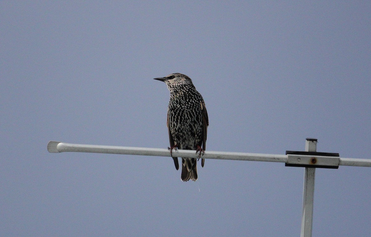 European Starling - ML617300899