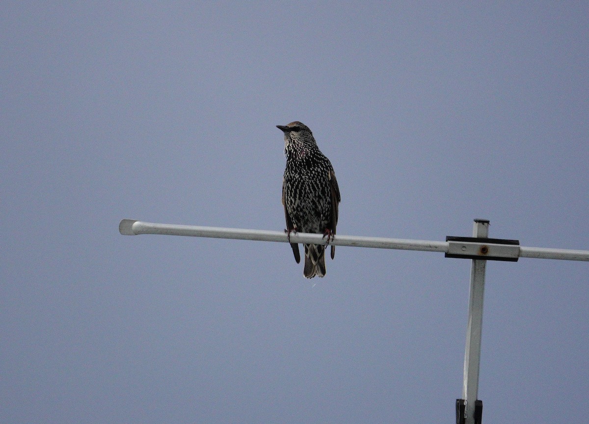 European Starling - ML617300900