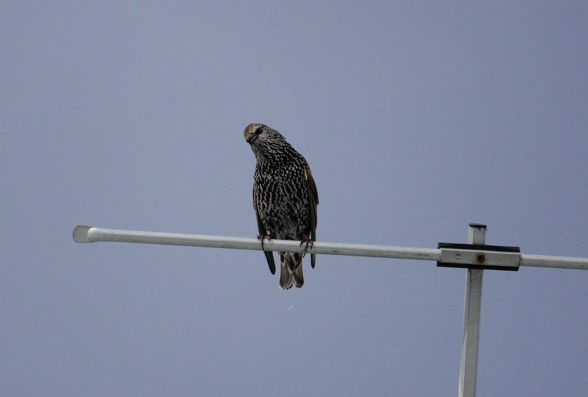 European Starling - ML617300902