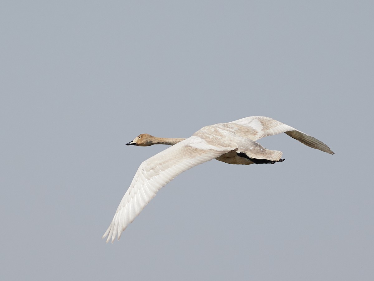 Whooper Swan - ML617300905